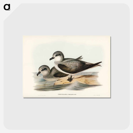 アートポストカード-Soft-plumaged Petrel
 - ジョン グールド Postcard.