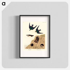 アートポスター-Bank Swallow and Violet-green Swallow
 - ジョン ジェームス オーデュボン Poster.
