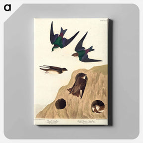 アートパネル-Bank Swallow and Violet-green Swallow
 - ジョン ジェームス オーデュボン Canvas.
