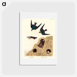 アートポストカード-Bank Swallow and Violet-green Swallow
 - ジョン ジェームス オーデュボン Postcard.