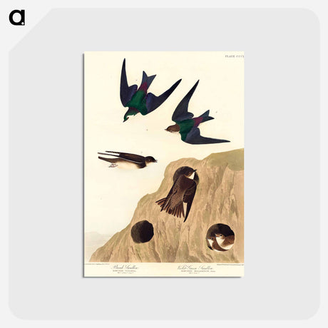 アートポストカード-Bank Swallow and Violet-green Swallow
 - ジョン ジェームス オーデュボン Postcard.
