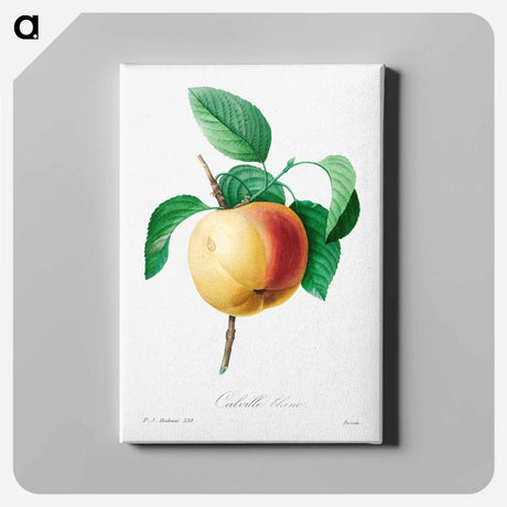 アートパネル-Apple - ピエール ジョゼフ ルドゥーテ Canvas.