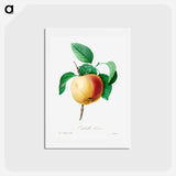 アートポストカード-Apple - ピエール ジョゼフ ルドゥーテ Postcard.