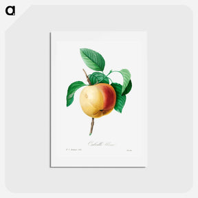 アートポストカード-Apple - ピエール ジョゼフ ルドゥーテ Postcard.