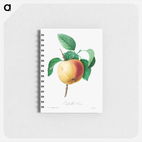 アートメモ帳-Apple - ピエール ジョゼフ ルドゥーテ Memo.