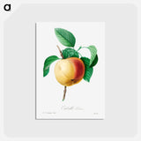 アートポストカード-Apple - ピエール ジョゼフ ルドゥーテ Postcard.