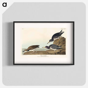 アートポスター-Purple Sandpiper from Birds of America
 - アメリカの鳥たち Poster.