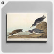 アートパネル-Purple Sandpiper from Birds of America
 - アメリカの鳥たち Canvas.