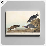 アートパネル-Purple Sandpiper from Birds of America
 - アメリカの鳥たち Canvas.
