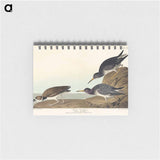 アートメモ帳-Purple Sandpiper from Birds of America
 - アメリカの鳥たち Memo.