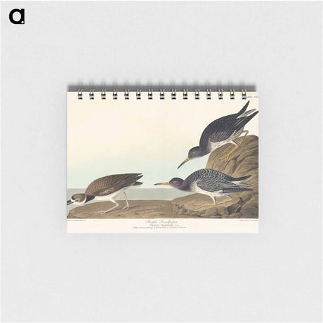 アートメモ帳-Purple Sandpiper from Birds of America
 - アメリカの鳥たち Memo.