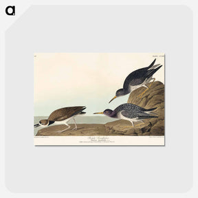 アートポストカード-Purple Sandpiper from Birds of America
 - アメリカの鳥たち Postcard.