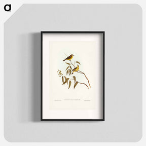 アートポスター-White-throated Gerygone
 - オーストラリアの鳥 Poster.