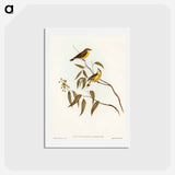 アートポストカード-White-throated Gerygone
 - オーストラリアの鳥 Postcard.