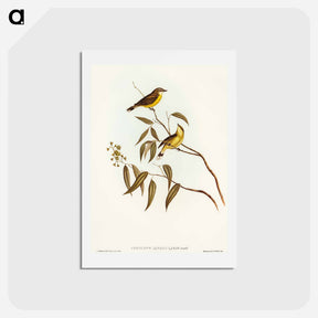 アートポストカード-White-throated Gerygone
 - オーストラリアの鳥 Postcard.