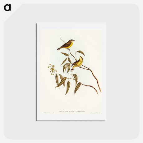 アートポストカード-White-throated Gerygone
 - オーストラリアの鳥 Postcard.