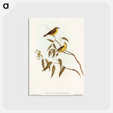 アートポストカード-White-throated Gerygone
 - オーストラリアの鳥 Postcard.