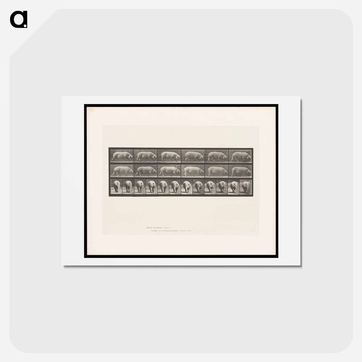 アートポストカード-Walking Sow
 - エドワード マイブリッジ Postcard.