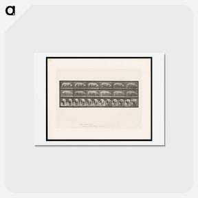 アートポストカード-Walking Sow
 - エドワード マイブリッジ Postcard.