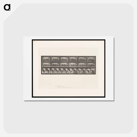 アートポストカード-Walking Sow
 - エドワード マイブリッジ Postcard.
