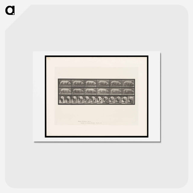 アートポストカード-Walking Sow
 - エドワード マイブリッジ Postcard.