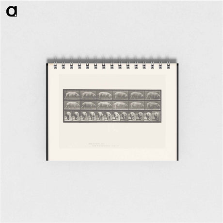 アートメモ帳-Walking Sow
 - エドワード マイブリッジ Memo.