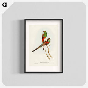 アートポスター-Beautiful Parakeet
 - ジョン グールド Poster.