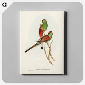 アートパネル-Beautiful Parakeet
 - ジョン グールド Canvas.
