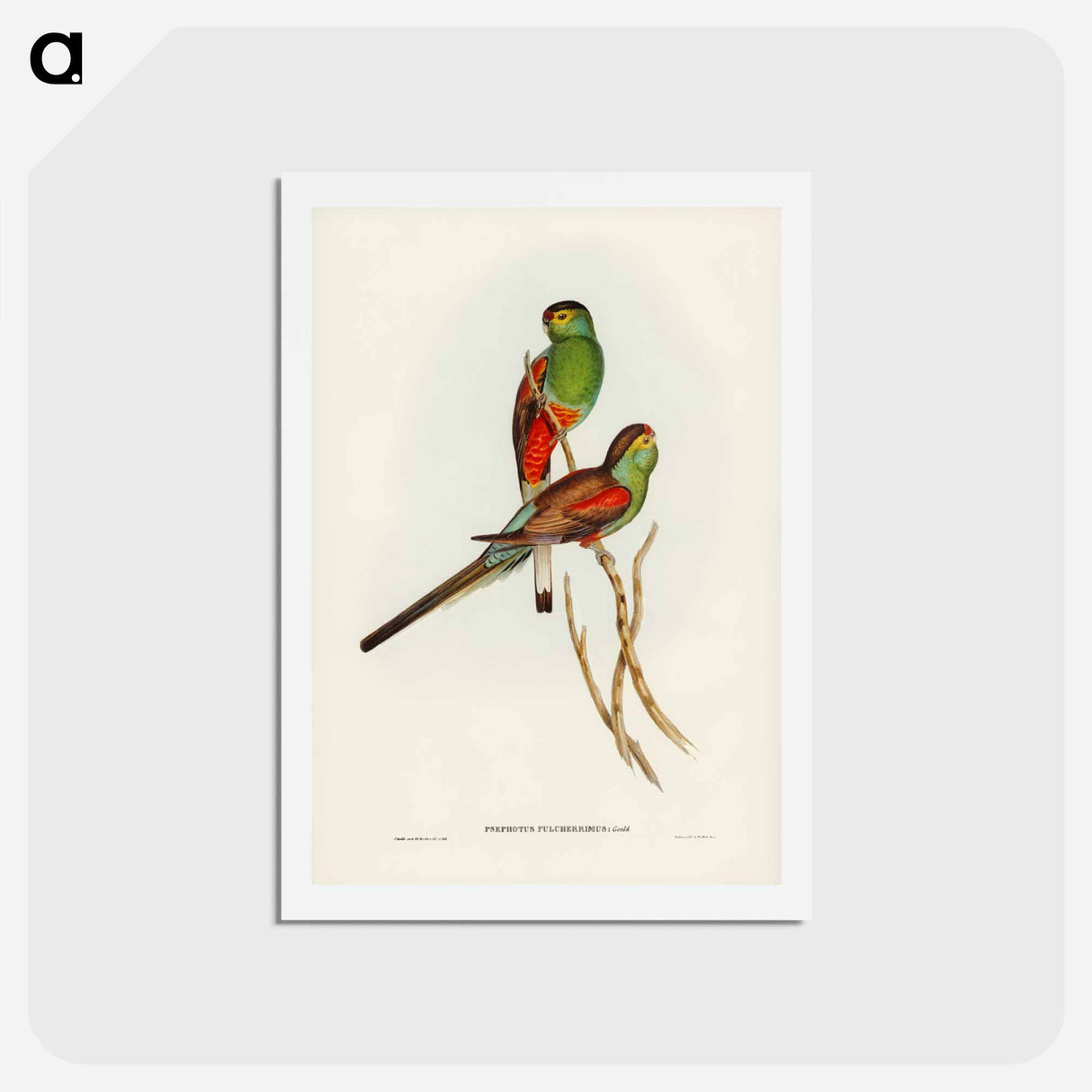 アートポストカード-Beautiful Parakeet
 - ジョン グールド Postcard.