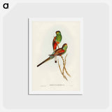 アートポストカード-Beautiful Parakeet
 - ジョン グールド Postcard.