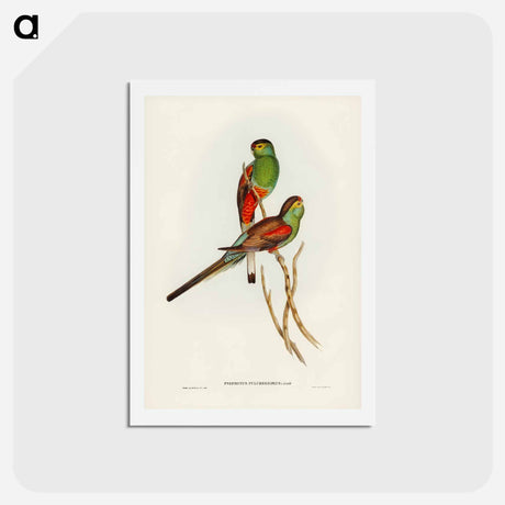 アートポストカード-Beautiful Parakeet
 - ジョン グールド Postcard.
