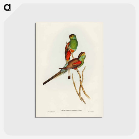アートポストカード-Beautiful Parakeet
 - ジョン グールド Postcard.