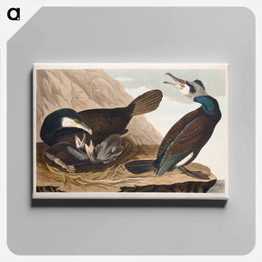 アートパネル-Common Cormorant
 - ジョン ジェームス オーデュボン Canvas.