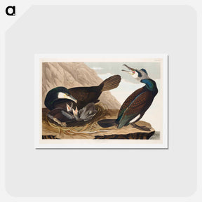 アートポストカード-Common Cormorant
 - ジョン ジェームス オーデュボン Postcard.
