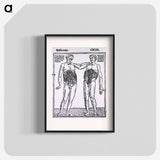 アートポスター-Abdominal Muscles
 - 国立医学図書館 Poster.