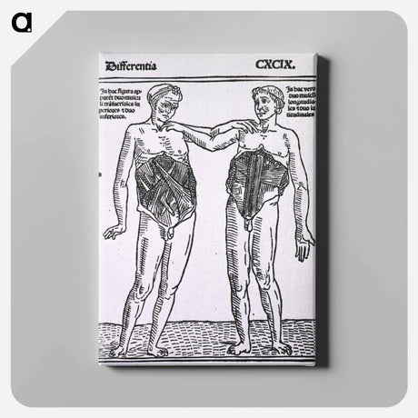 アートパネル-Abdominal Muscles
 - 国立医学図書館 Canvas.