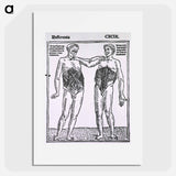 アートポスター-Abdominal Muscles
 - 国立医学図書館 Poster.