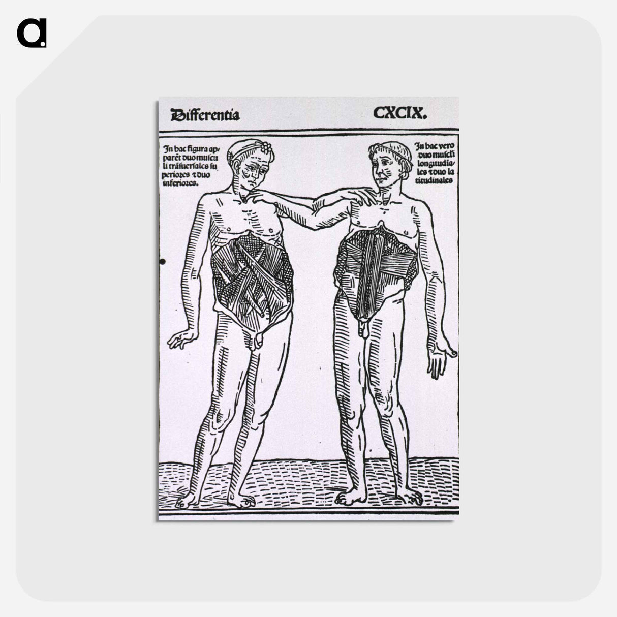 アートポストカード-Abdominal Muscles
 - 国立医学図書館 Postcard.