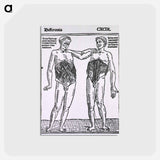 アートポストカード-Abdominal Muscles
 - 国立医学図書館 Postcard.