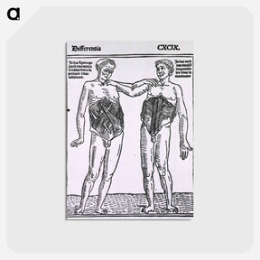 アートポストカード-Abdominal Muscles
 - 国立医学図書館 Postcard.