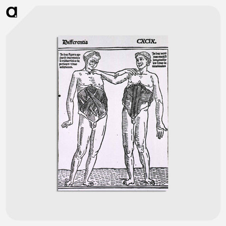 アートポストカード-Abdominal Muscles
 - 国立医学図書館 Postcard.