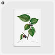 アートポストカード-Black Mulberry - ピエール ジョゼフ ルドゥーテ Postcard.