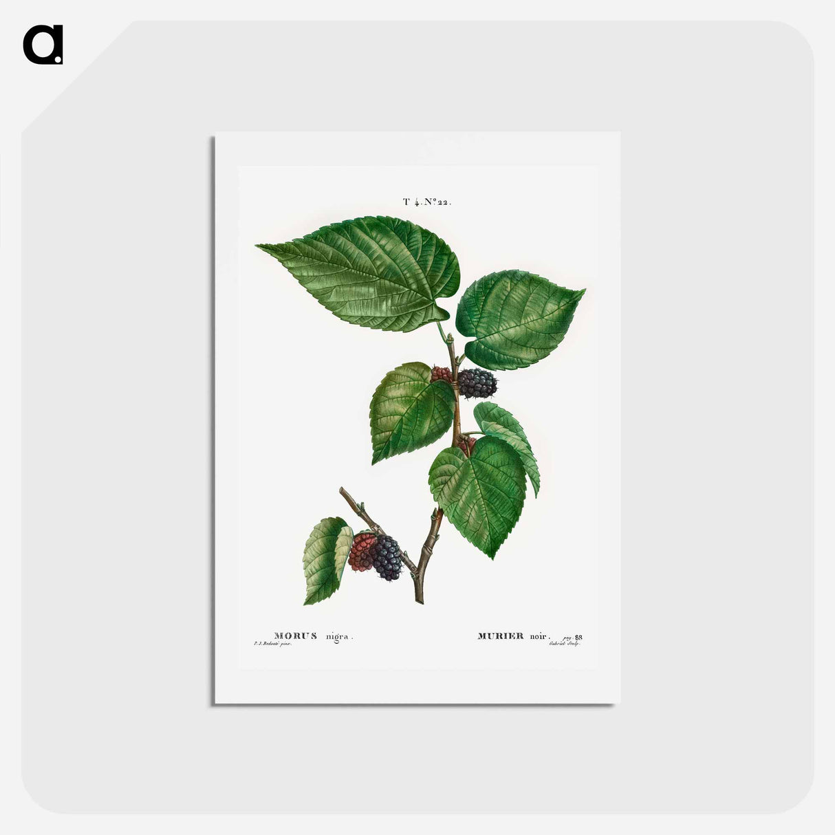 アートポストカード-Black Mulberry - ピエール ジョゼフ ルドゥーテ Postcard.