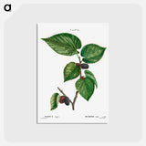 アートポストカード-Black Mulberry - ピエール ジョゼフ ルドゥーテ Postcard.