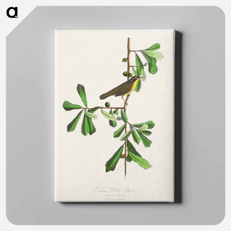 アートパネル-Roscoe's Yellow-throat from Birds of America
 - アメリカの鳥たち Canvas.