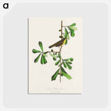 アートポストカード-Roscoe's Yellow-throat from Birds of America
 - アメリカの鳥たち Postcard.