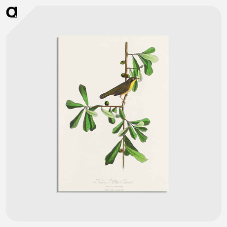 アートポストカード-Roscoe's Yellow-throat from Birds of America
 - アメリカの鳥たち Postcard.