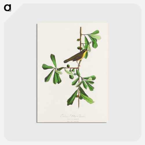 キイロアメリカムシクイ - アメリカの鳥たち Postcard.