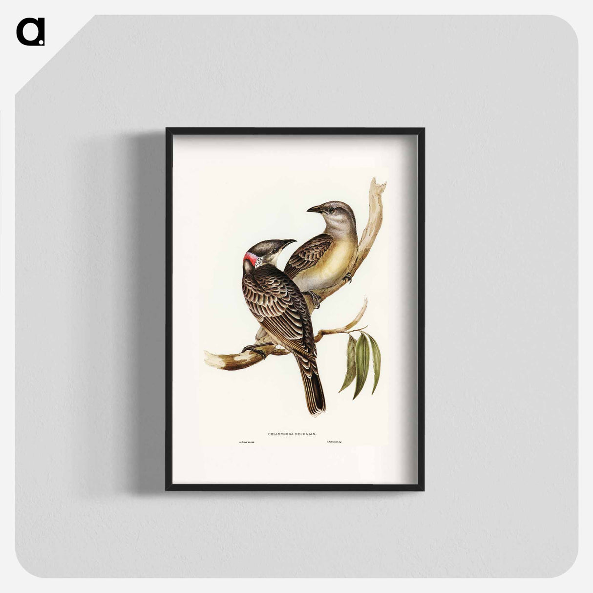 アートポスター-Great Bower Bird
 - オーストラリアの鳥 Poster.