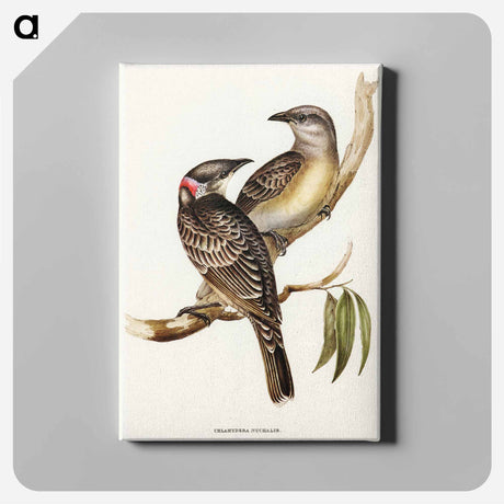 アートパネル-Great Bower Bird
 - オーストラリアの鳥 Canvas.